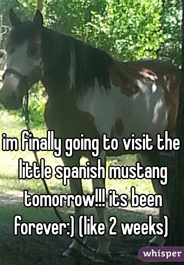 im finally going to visit the little spanish mustang tomorrow!!! its been forever:) (like 2 weeks) 