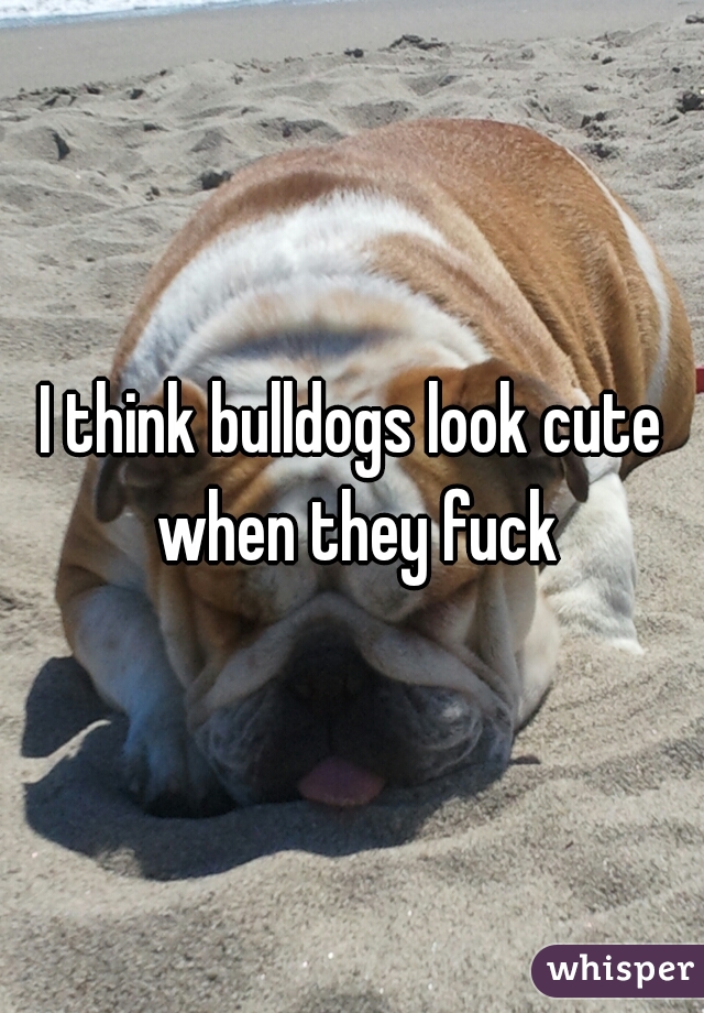 I think bulldogs look cute when they fuck