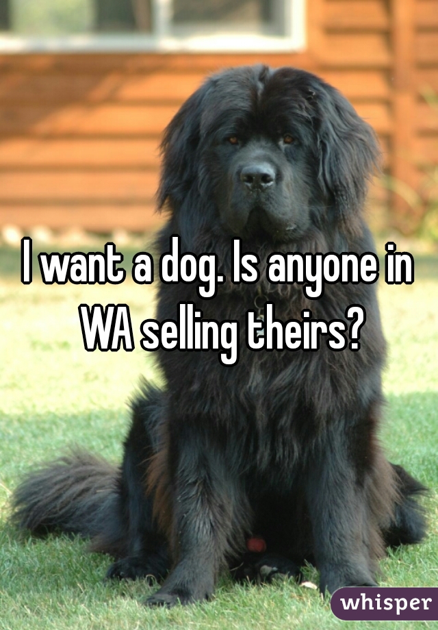 I want a dog. Is anyone in WA selling theirs?