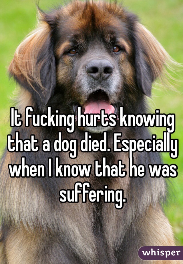 It fucking hurts knowing that a dog died. Especially when I know that he was suffering. 