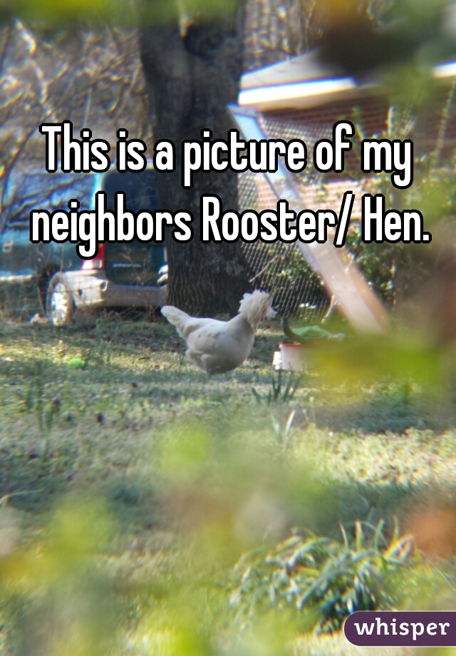 This is a picture of my neighbors Rooster/ Hen.