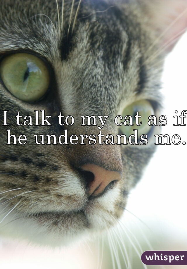 I talk to my cat as if he understands me. 