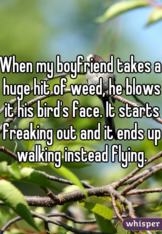 When my boyfriend takes a huge hit of weed, he blows it his bird's face. It starts freaking out and it ends up walking instead flying.