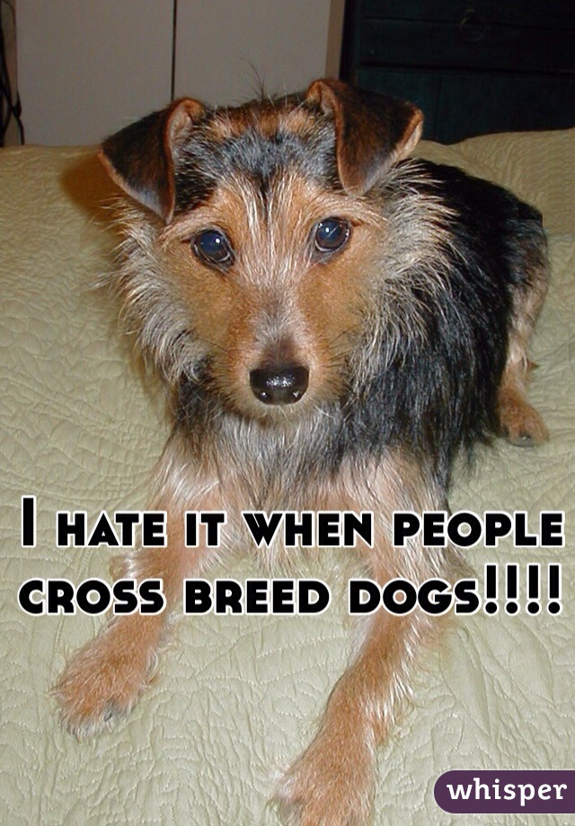 I hate it when people cross breed dogs!!!!