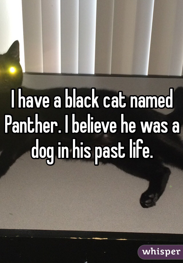 I have a black cat named Panther. I believe he was a dog in his past life. 