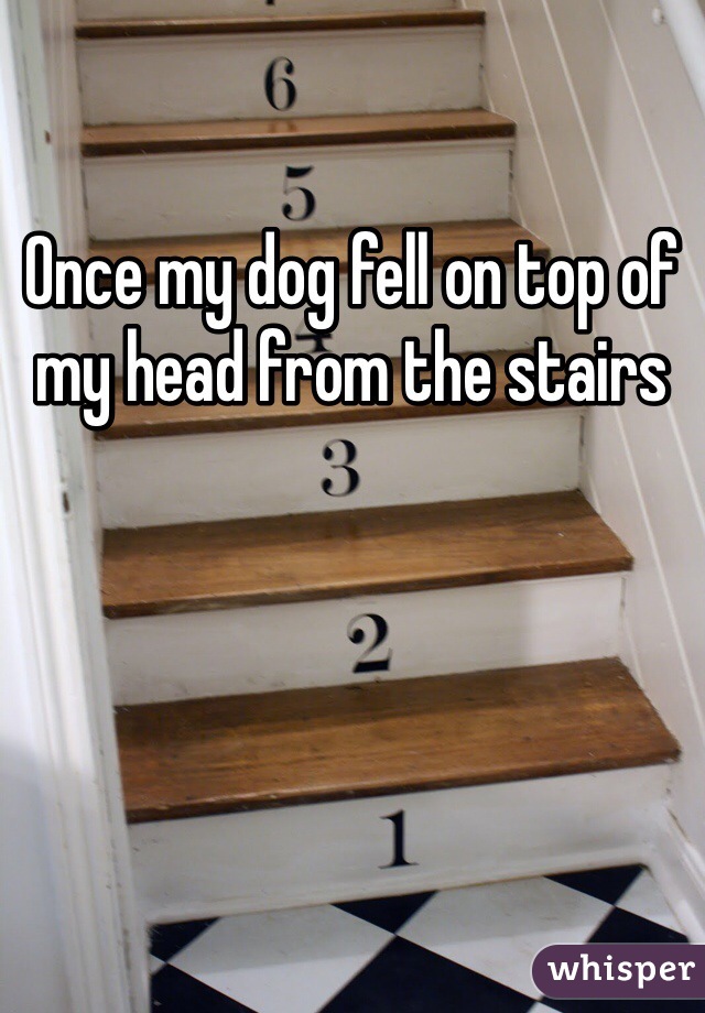 Once my dog fell on top of my head from the stairs 