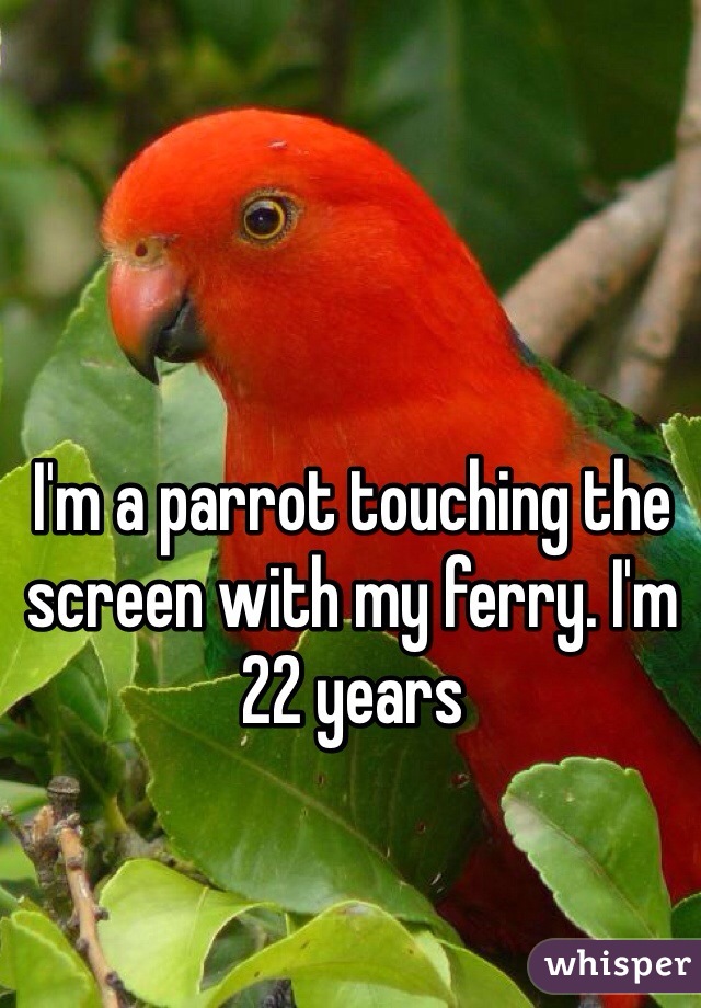 I'm a parrot touching the screen with my ferry. I'm 22 years 