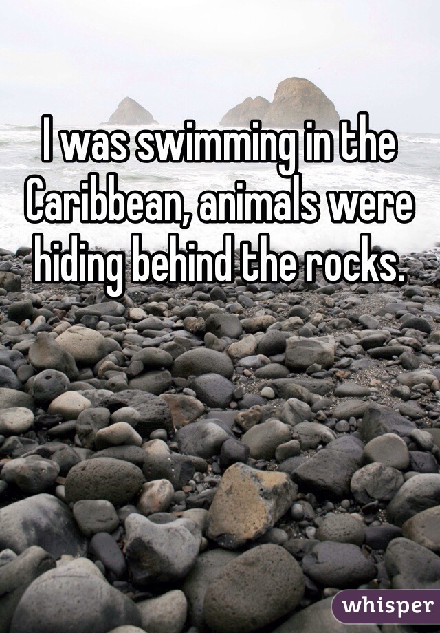 I was swimming in the Caribbean, animals were hiding behind the rocks.