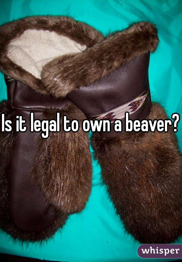 Is it legal to own a beaver? 