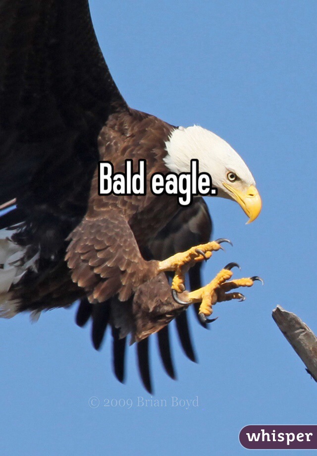 Bald eagle.