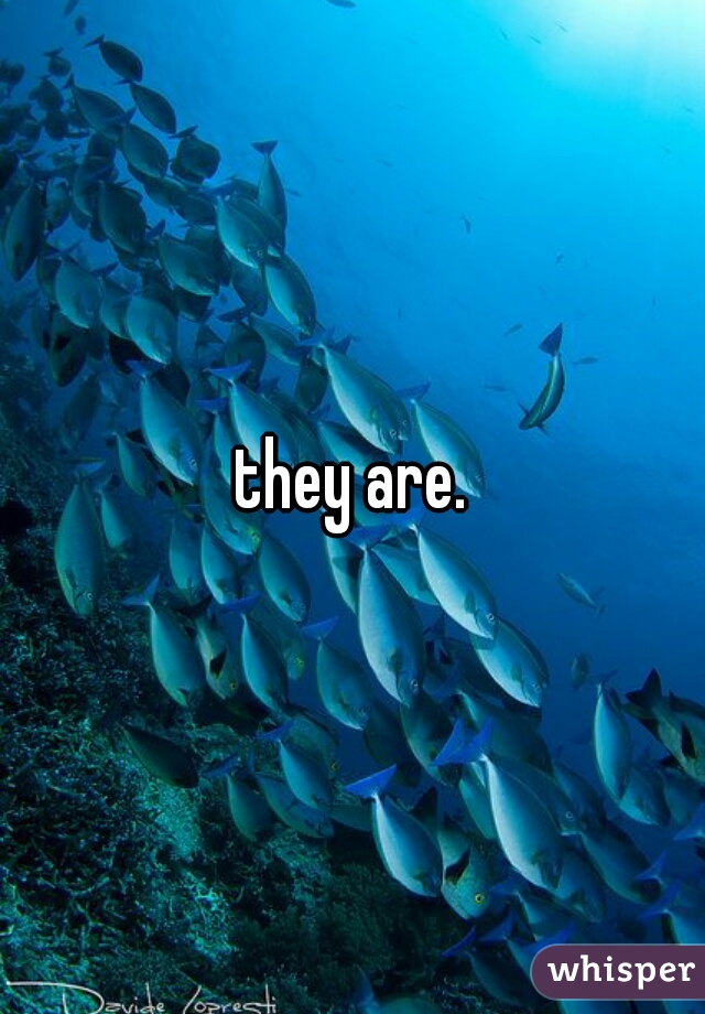 they are.