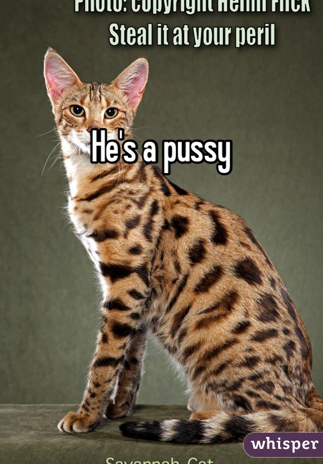 He's a pussy