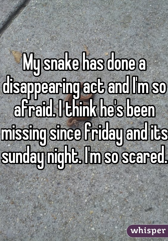 My snake has done a disappearing act and I'm so afraid. I think he's been missing since friday and its sunday night. I'm so scared.