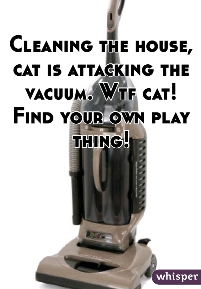 Cleaning the house, cat is attacking the vacuum. Wtf cat! Find your own play thing! 
