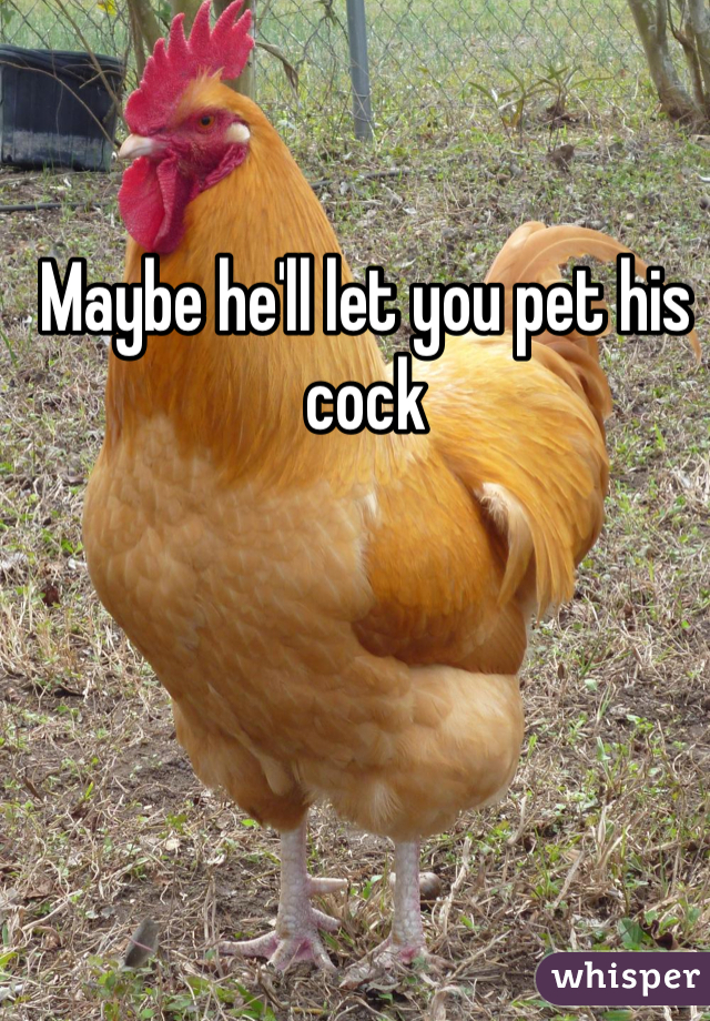 Maybe he'll let you pet his cock