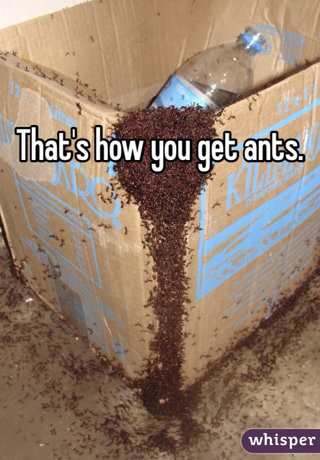 That's how you get ants.