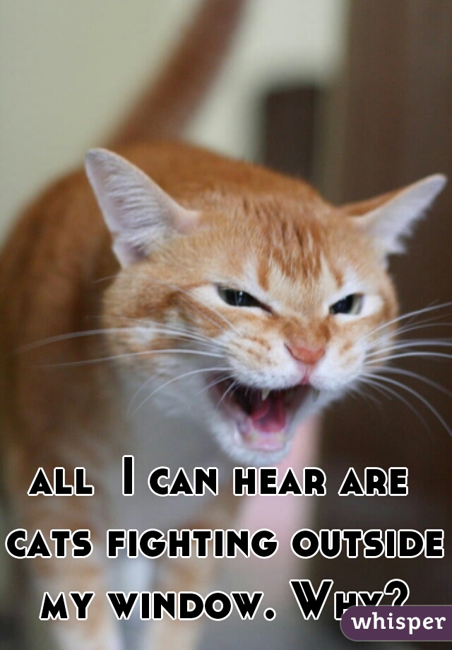 all  I can hear are cats fighting outside my window. Why?