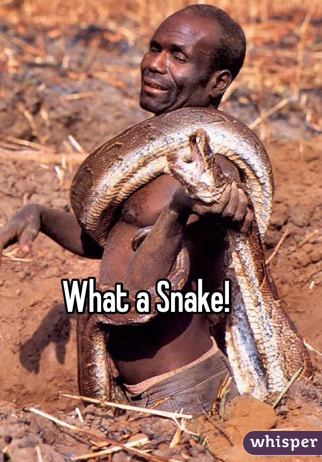 What a Snake! 