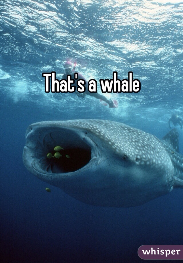 That's a whale 