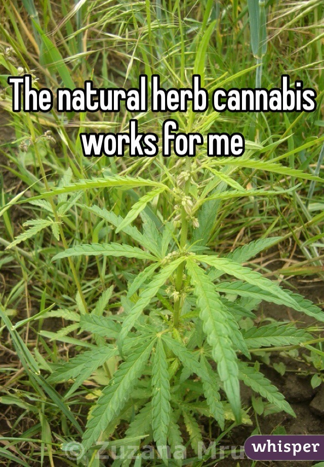 The natural herb cannabis works for me 