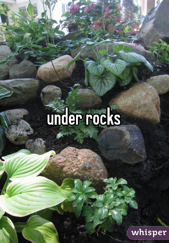 under rocks