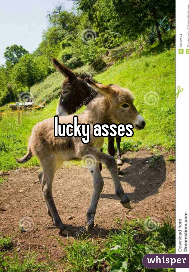 lucky asses
