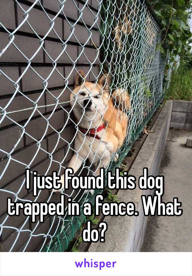 I just found this dog trapped in a fence. What do?