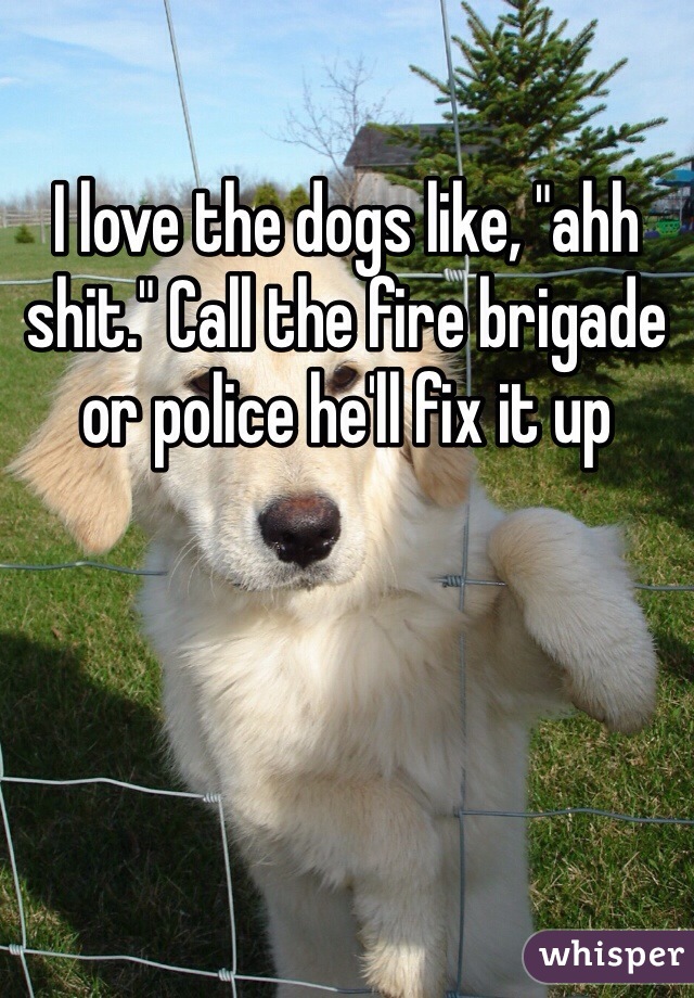 I love the dogs like, "ahh shit." Call the fire brigade or police he'll fix it up 