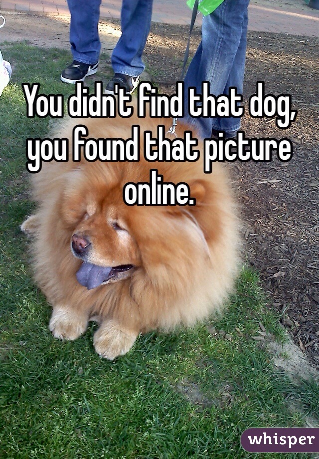 You didn't find that dog, you found that picture online.