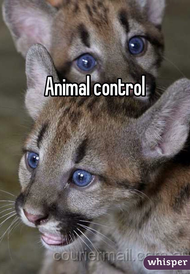 Animal control 