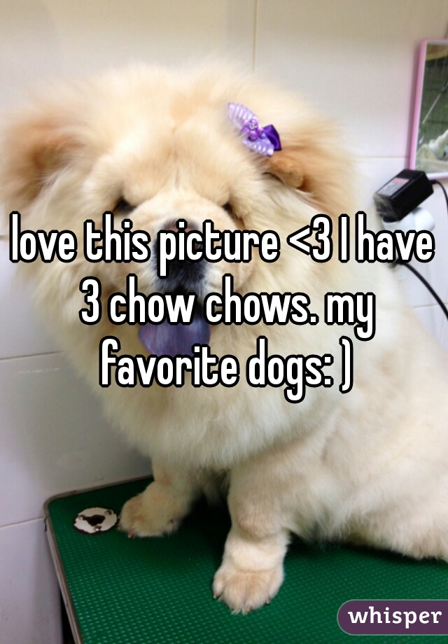 love this picture <3 I have 3 chow chows. my favorite dogs: )