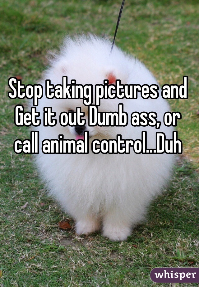 Stop taking pictures and Get it out Dumb ass, or call animal control...Duh