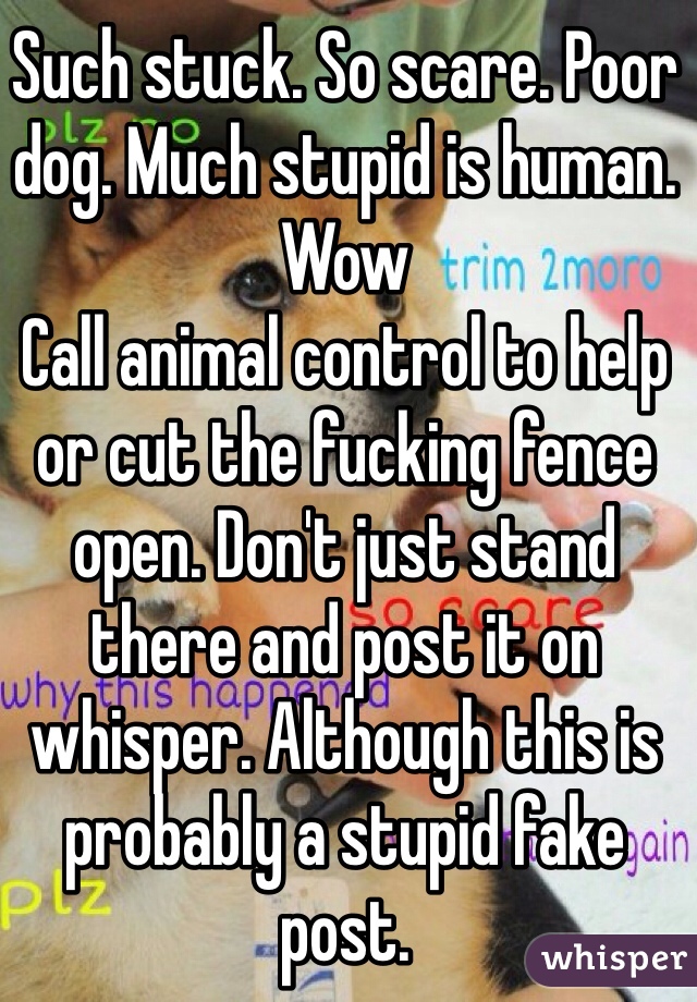 Such stuck. So scare. Poor dog. Much stupid is human. Wow
Call animal control to help or cut the fucking fence open. Don't just stand there and post it on whisper. Although this is probably a stupid fake post.