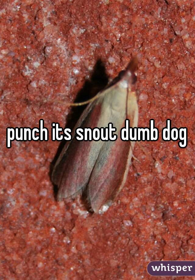 punch its snout dumb dog