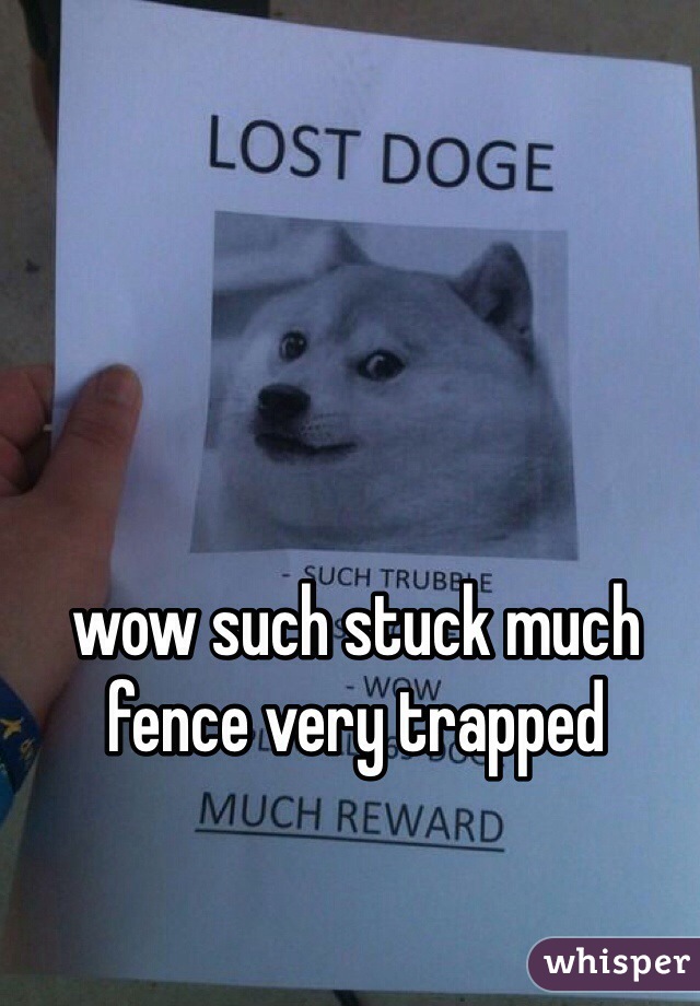 wow such stuck much fence very trapped 