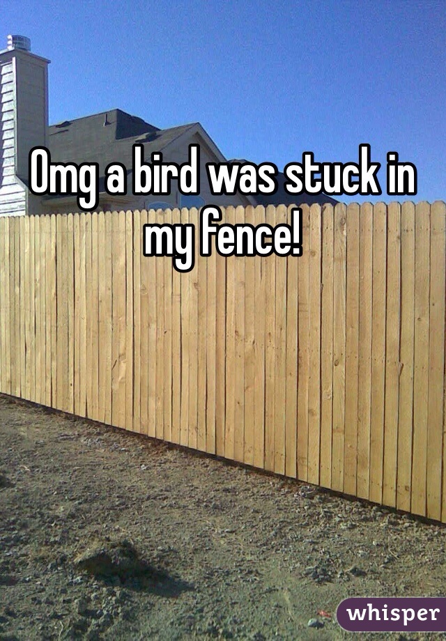 Omg a bird was stuck in my fence! 