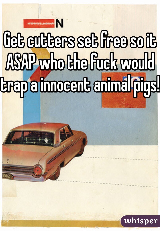 Get cutters set free so it ASAP who the fuck would trap a innocent animal pigs!