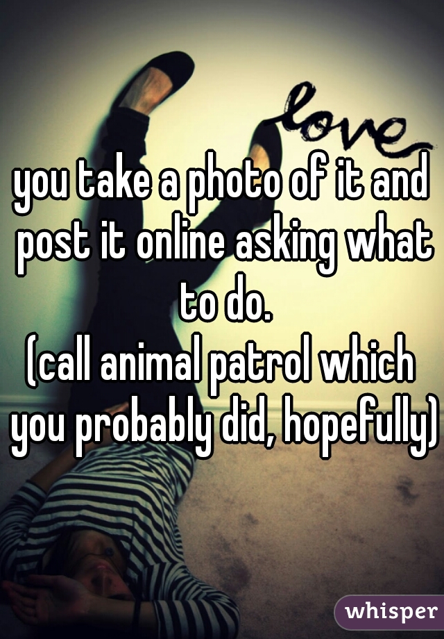 you take a photo of it and post it online asking what to do.


(call animal patrol which you probably did, hopefully)