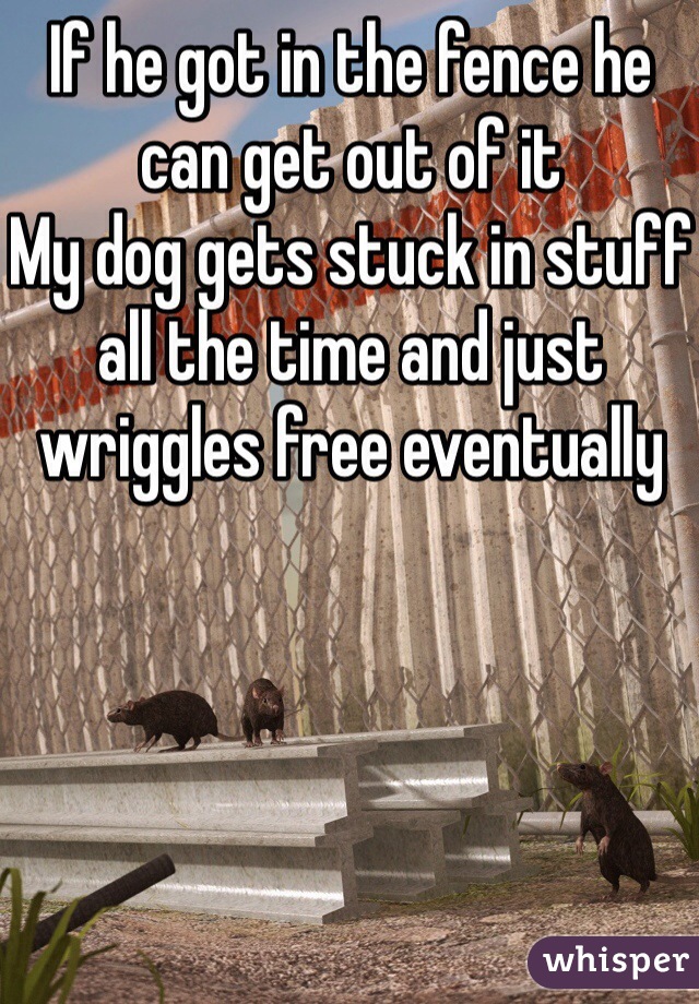 If he got in the fence he can get out of it
My dog gets stuck in stuff all the time and just wriggles free eventually