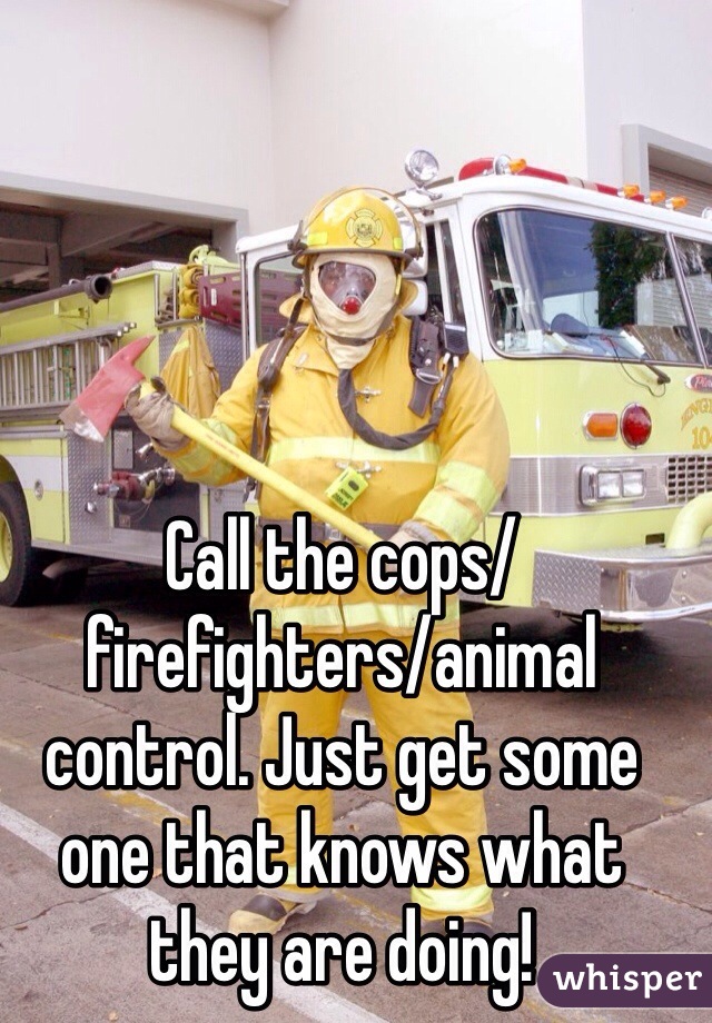 Call the cops/firefighters/animal control. Just get some one that knows what they are doing!