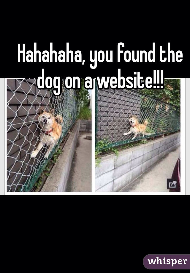 Hahahaha, you found the dog on a website!!!