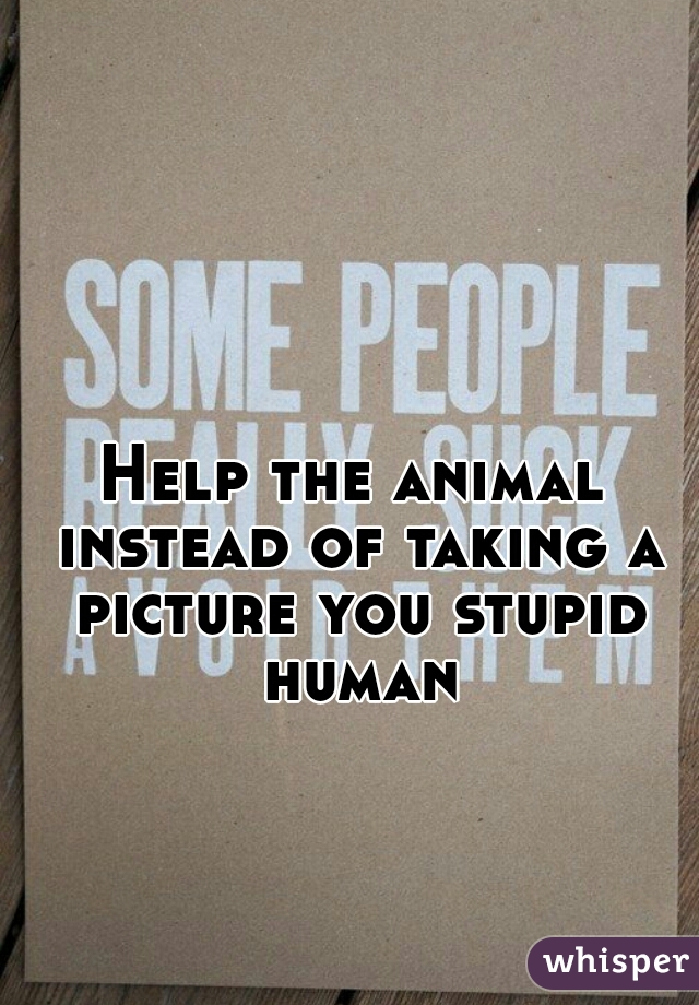 Help the animal instead of taking a picture you stupid human