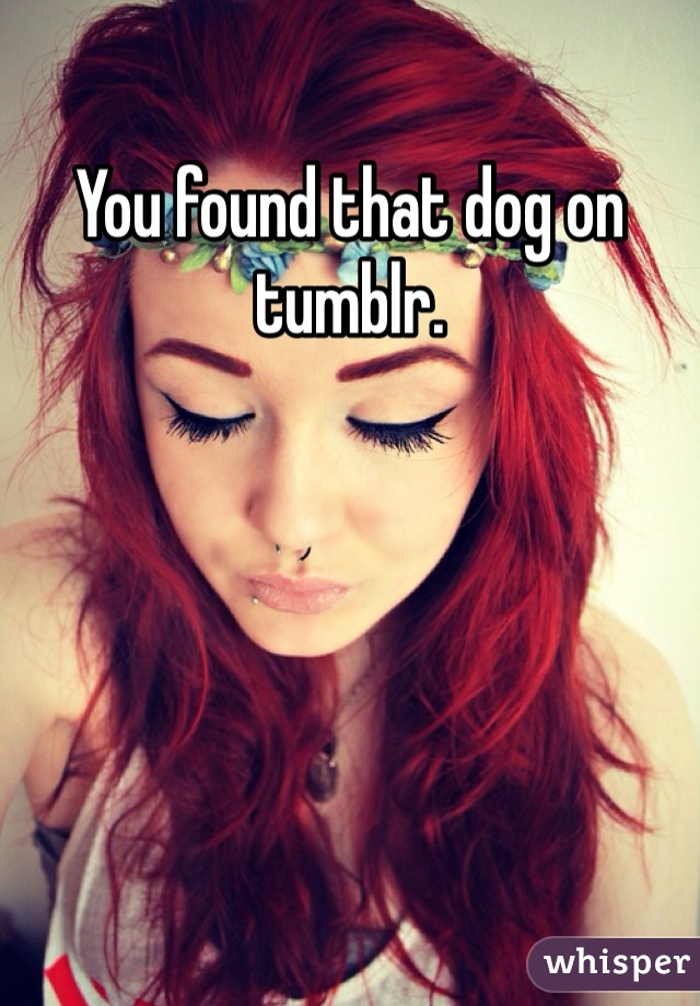 You found that dog on tumblr. 