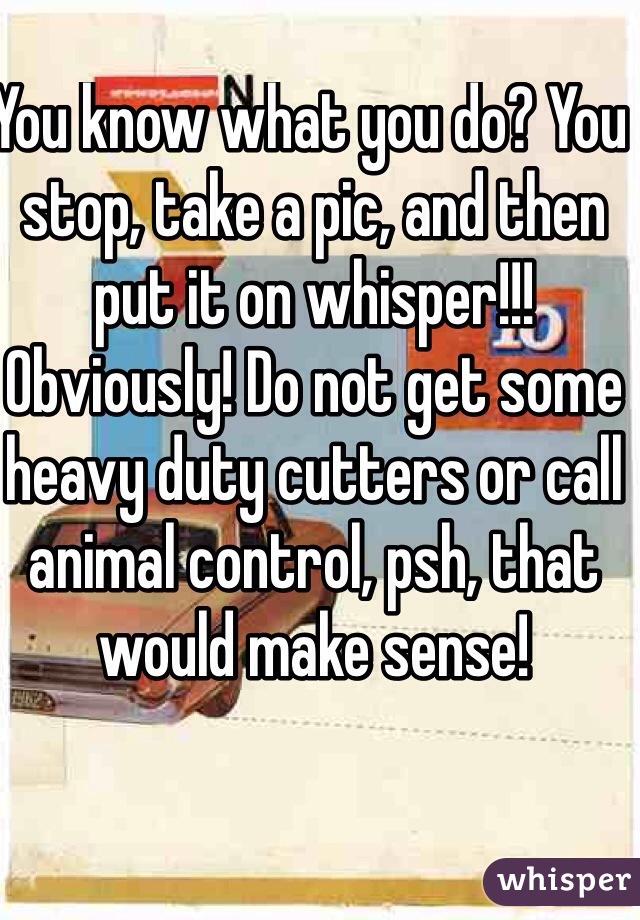 You know what you do? You stop, take a pic, and then put it on whisper!!! Obviously! Do not get some heavy duty cutters or call animal control, psh, that would make sense!