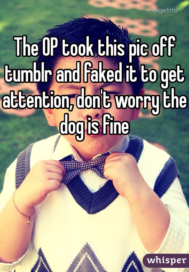 The OP took this pic off tumblr and faked it to get attention, don't worry the dog is fine