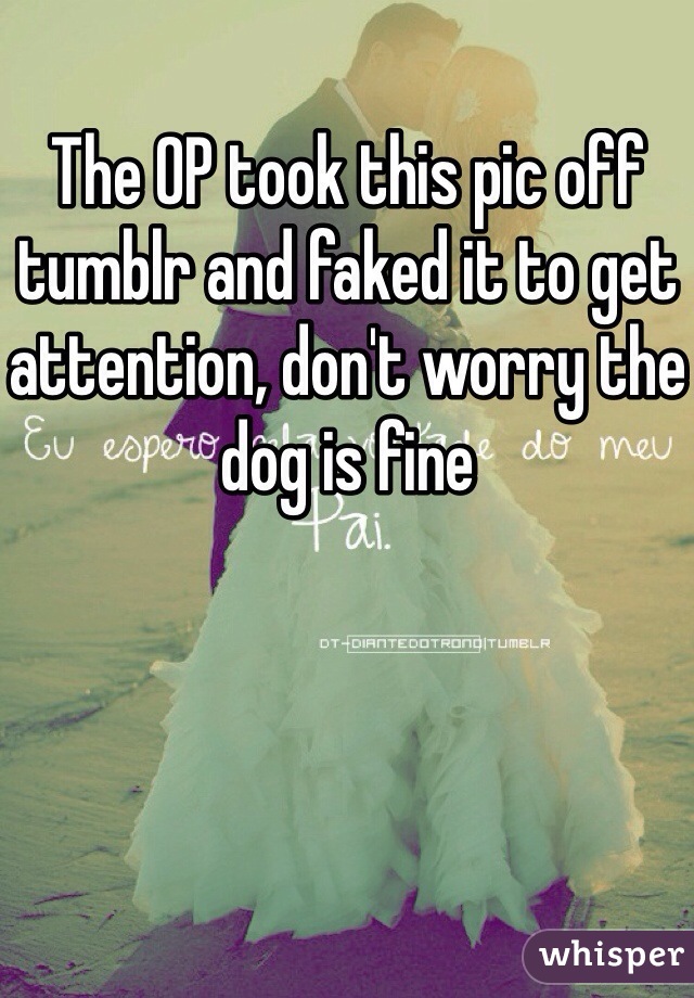 The OP took this pic off tumblr and faked it to get attention, don't worry the dog is fine