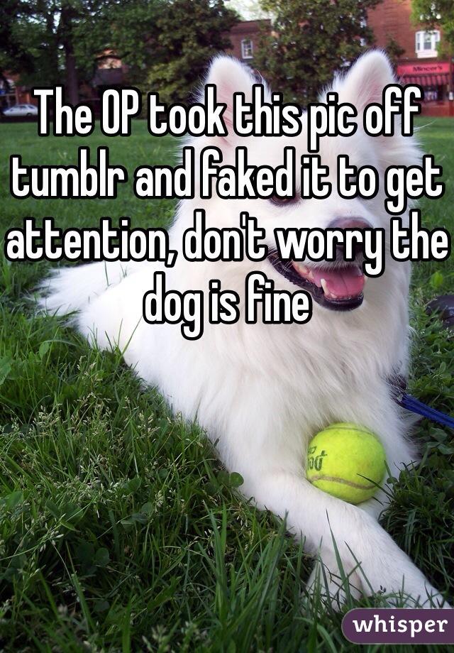 The OP took this pic off tumblr and faked it to get attention, don't worry the dog is fine