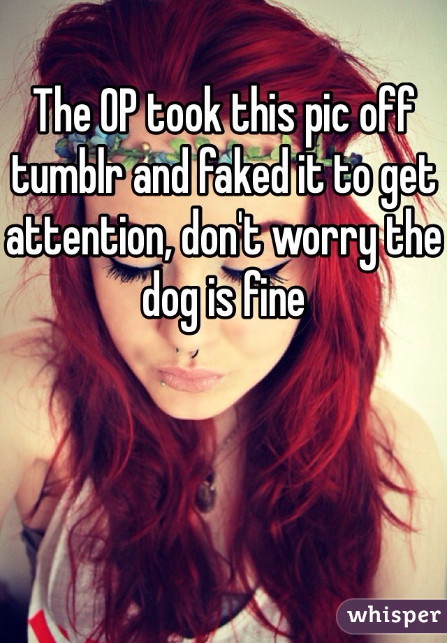 The OP took this pic off tumblr and faked it to get attention, don't worry the dog is fine