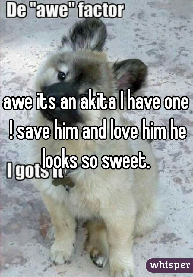 awe its an akita I have one ! save him and love him he looks so sweet. 