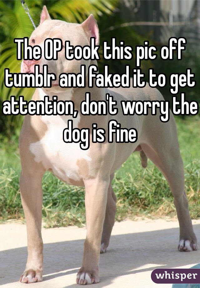 The OP took this pic off tumblr and faked it to get attention, don't worry the dog is fine